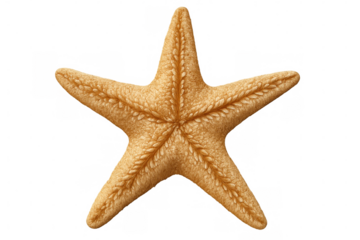 Close-up of a starfish showing its intricate texture and five arms, isolated on a transparent background