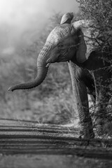 A black-and-white image captures a young elephant stepping from the lush bush onto the road at sunset; dramatic lighting and sharp contrast highlight its journey into the open during an African Safari