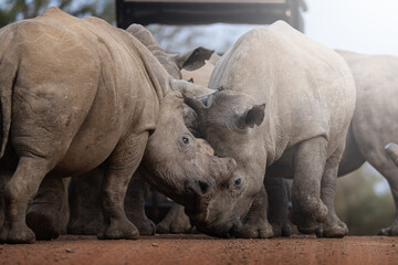 Two rhinos engage in a forceful dominance display, pushing and shoving each other on the open savanna, capturing raw power and territorial behavior during a safari game drive in South Africa.