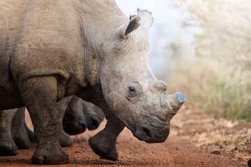 Two rhinos engage in a forceful dominance display, pushing and shoving each other on the open savanna, capturing raw power and territorial behavior during a safari game drive in South Africa.