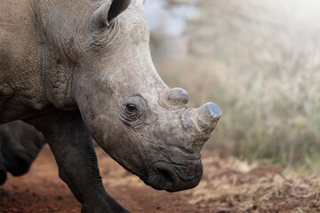 Two rhinos engage in a forceful dominance display, pushing and shoving each other on the open savanna, capturing raw power and territorial behavior during a safari game drive in South Africa.