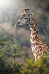 Close-up shot of a giraffe reaching high into a tree to feed, capturing detailed texture in its muzzle and tongue, under golden daylight during a safari game drive in the African bush.