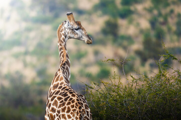 Close-up shot of a giraffe reaching high into a tree to feed, capturing detailed texture in its muzzle and tongue, under golden daylight during a safari game drive in the African bush.