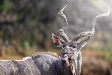 A kudu bull stands motionless in the golden bushveld, locking eyes with the camera in a moment of quiet intensity; sharp focus highlights its majestic horns and textured coat under warm natural light.