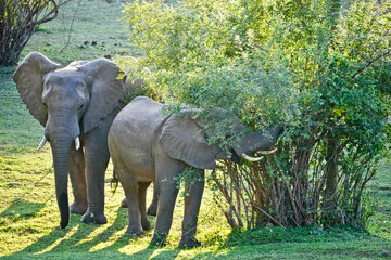 two elephants eat a bush