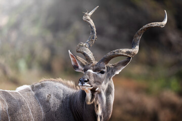 A kudu bull stands motionless in the golden bushveld, locking eyes with the camera in a moment of quiet intensity; sharp focus highlights its majestic horns and textured coat under warm natural light.