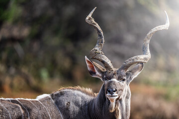 A kudu bull stands motionless in the golden bushveld, locking eyes with the camera in a moment of quiet intensity; sharp focus highlights its majestic horns and textured coat under warm natural light.