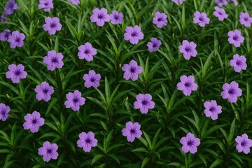 Decorative Ruellia with vibrant Petunia blooms
