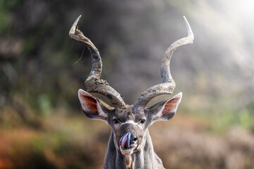 A kudu bull stands motionless in the golden bushveld, locking eyes with the camera in a moment of quiet intensity; sharp focus highlights its majestic horns and textured coat under warm natural light.