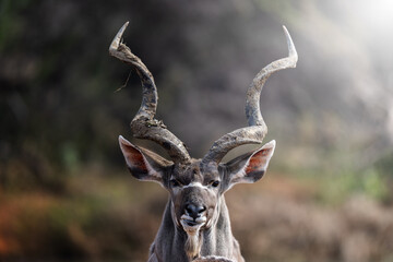 A kudu bull stands motionless in the golden bushveld, locking eyes with the camera in a moment of quiet intensity; sharp focus highlights its majestic horns and textured coat under warm natural light.