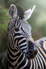 A zebra stands proudly in the golden field, captured in stunning side profile; sharp focus highlights the intricate pattern of stripes and soft bokeh of the grassland during an African Safari.