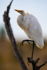 A white heron perches on a branch at sunset, gently cleaning its feathers in warm golden light, capturing peaceful wildlife moments in a scenic natural setting during a safari game drive.