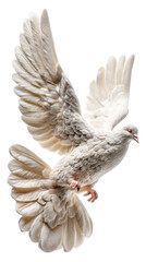 A graceful white dove in mid-flight.