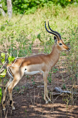 impala in the savannah