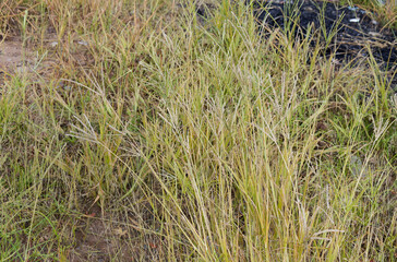 Vibrant and dry fingergrass blades intertwine, forming a resilient natural carpet amidst a wild field, showcasing nature's enduring texture.