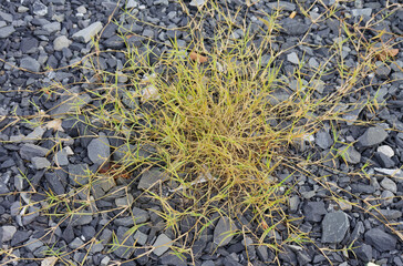 Tenacious green grass finding life among rough grey gravel and crushed stones, a symbol of nature's enduring resilience.