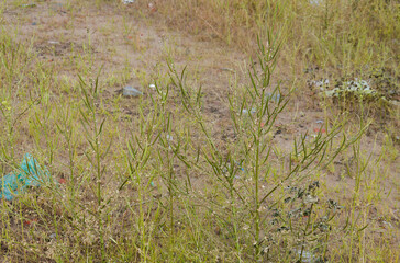 Wild Mustard Plants with Abundant Seed Pods Flourishing on Dry Untended Ground Foreshadowing New Life and Future Growth in Nature