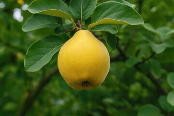 Mature quince fruit growing in a backyard garden
