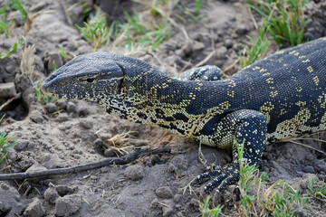 lizard on the ground