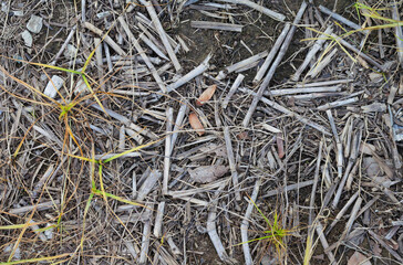 Natural Earth Ground Covered with Dry Straw Sticks and Sparse Green Grass Blades A Wilderness Floor...