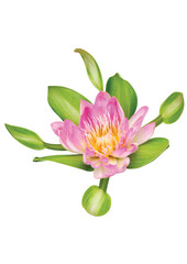 Pink lotus isolated on white background.