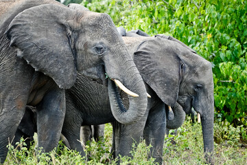 Naklejka premium Elephant with tusks eating in the herd