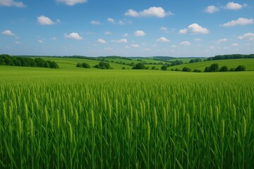 Fototapeta premium Lush green wheat plains in rural scenery