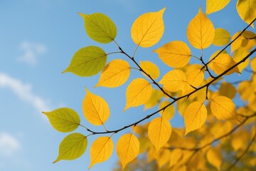 Close-up of vibrant green and yellow autumn leaves with a sky backdrop