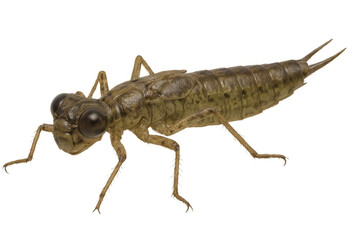 Translucent dragonfly nymph crawling, revealing segmented body, fine appendages against clear backdrop