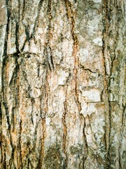 Close-up of Tree Bark Texture