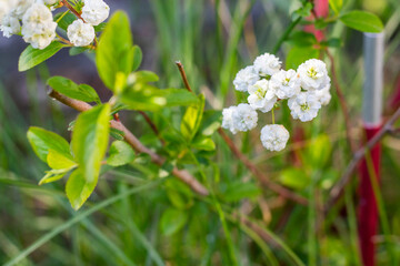 Blooming White Spiraea in Spring