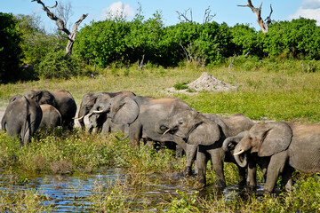 herd of elephants drinking at the waterhole