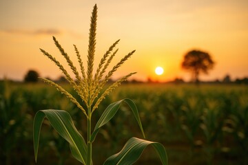 Detailed shot of a cornflower at dusk