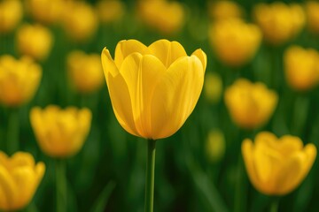 Detailed view of a vibrant yellow tulip