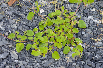 Vibrant Beach Morning Glory Vine Thriving on Dark Crushed Rocks Symbolizing Nature's Resilience and Tenacious Growth in Challenging Coastal Environments