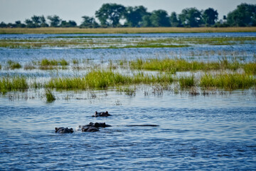 Zambezi River with hippos