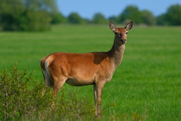Fototapeta premium Female red deer resting in a meadow with shrubs in the background