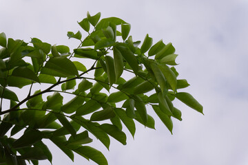 Vibrant Green Leaves Branching Out Against a Bright Clear Sky Offering a Natural Refreshing...