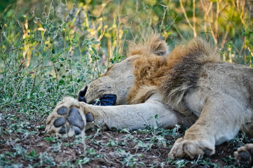 Lying lion with close-up of its paws