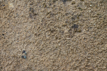 Intricate Dried Algae Fibers Texture Nature Background Brownish Green Organic Material Pattern of...
