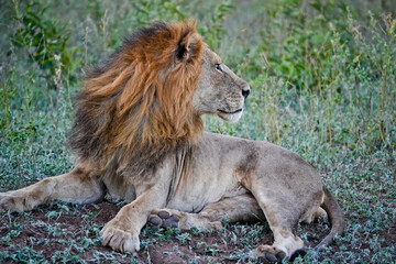 profile of a lying lion
