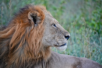 close-up profile of a lion head