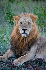 portrait of a male lion