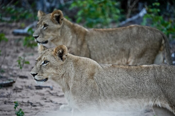 two lionesses in the bush