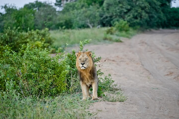 Male lion in front of bush in the savannah