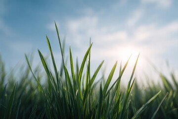 Obraz premium Sunlight kisses dewy grass blades, a morning symphony for contemplative Earth Day picnics and whimsical Celtic Beltane celebrations