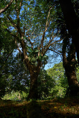 Vanille Plantage Mauritius