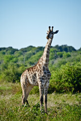 Giraffe looking to the side in the savannah