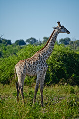 giraffe in the savannah