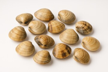 Seafood clams displayed on a plain white backdrop